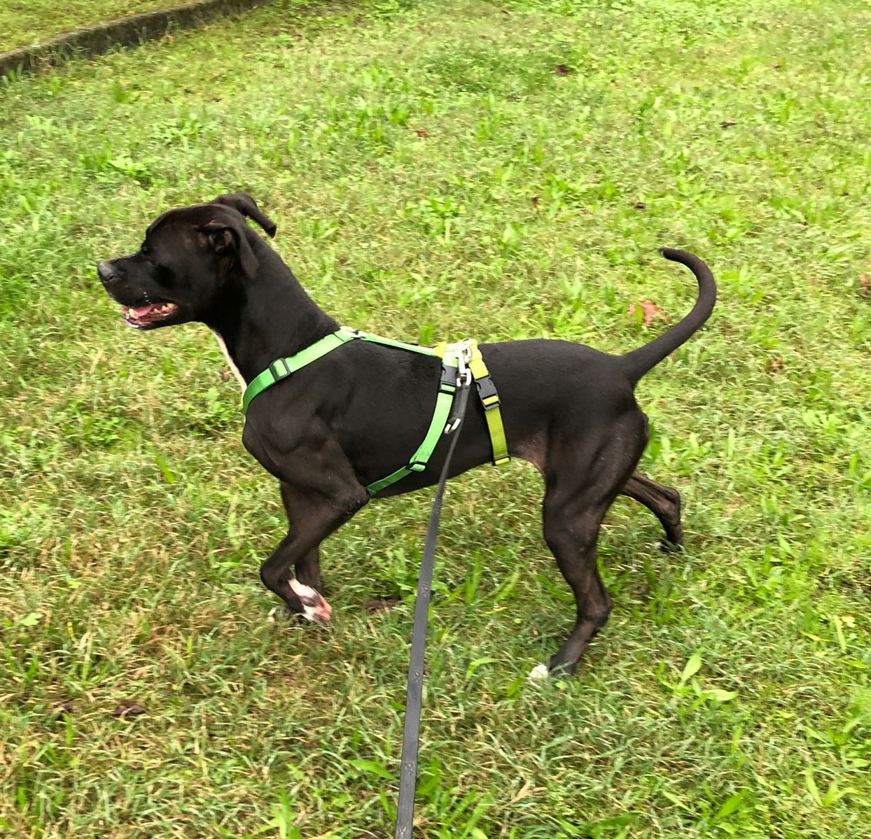 cane kira 524f934e-fadc-4d4f-a3a9-020053b5935d 2 - copia